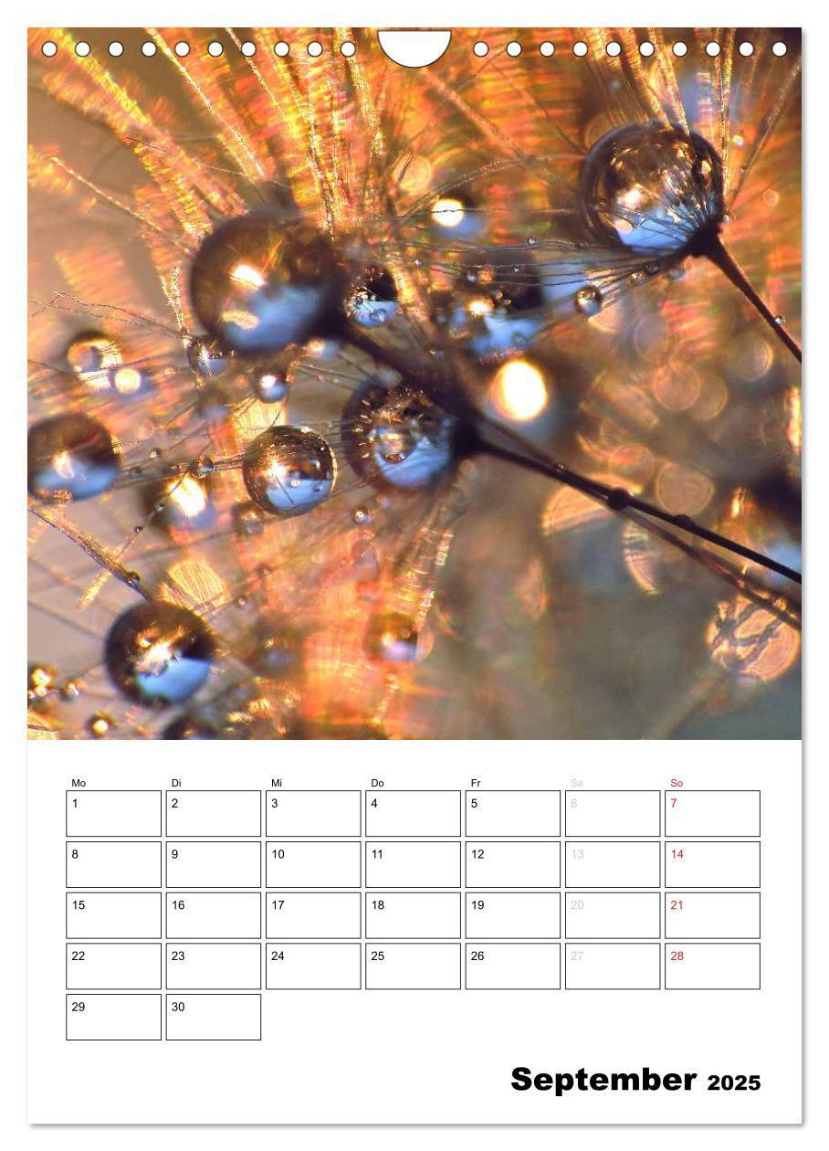 Bild: 9783457068762 | Pusteblumentraum - Dreams of Dandelion (Wandkalender 2025 DIN A4...