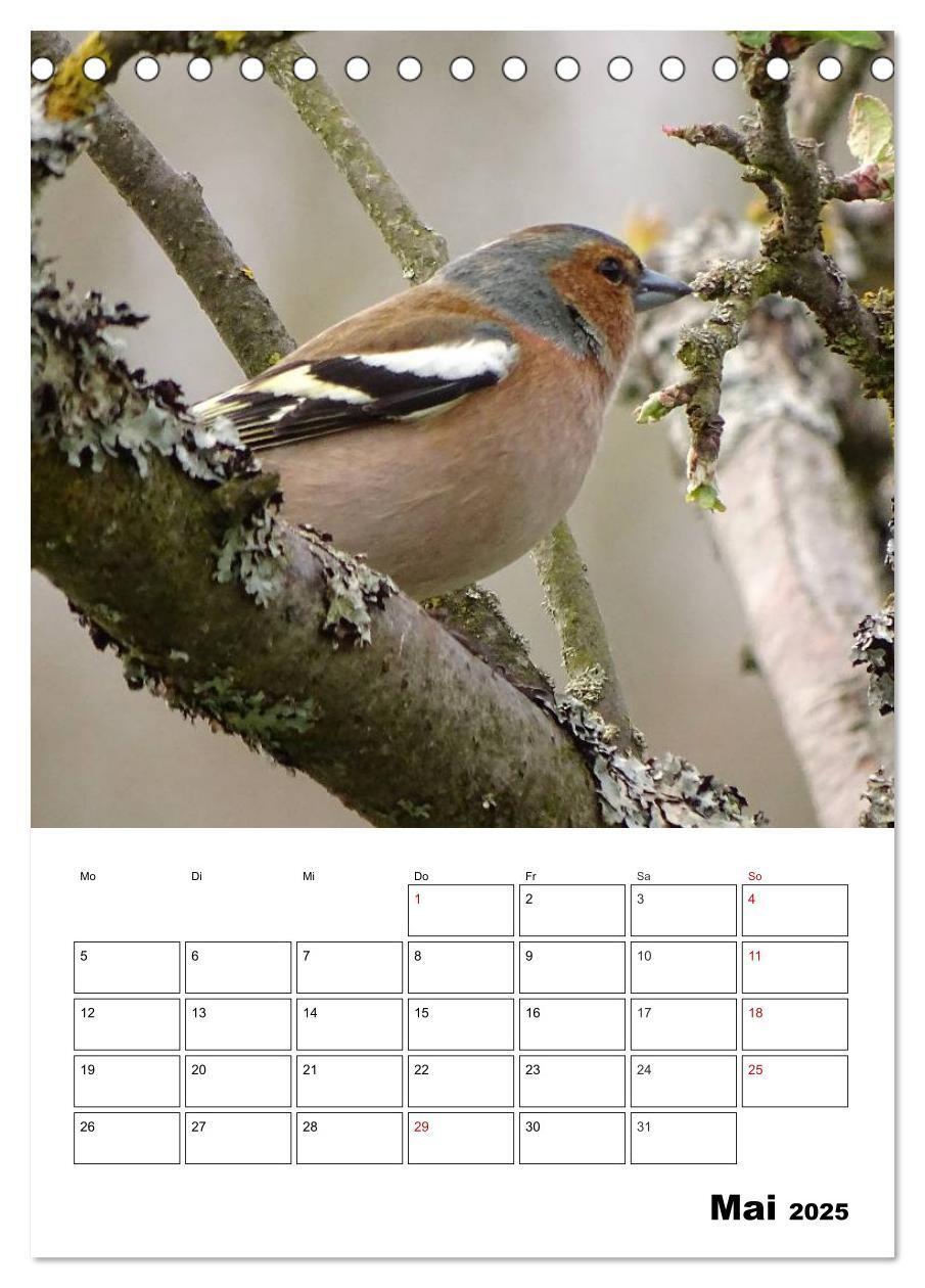 Bild: 9783457041031 | Amsel, Drossel, Fink und Star - beobachtet (Tischkalender 2025 DIN...