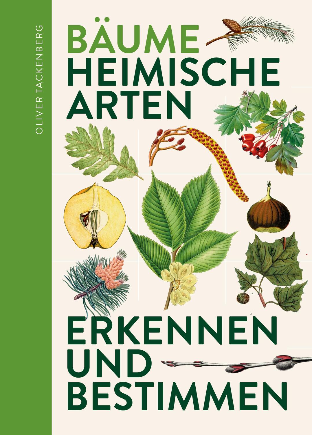 Cover: 9783968490847 | Bäume | Heimische Baumarten erkennen &amp; bestimmen | Oliver Tackenberg