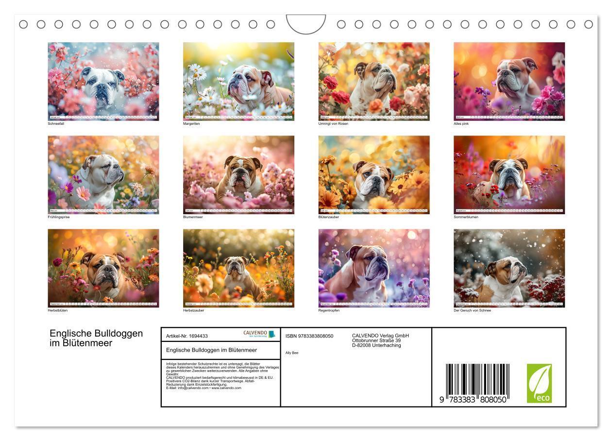 Bild: 9783383808050 | Englische Bulldoggen im Blütenmeer (Wandkalender 2025 DIN A4 quer),...