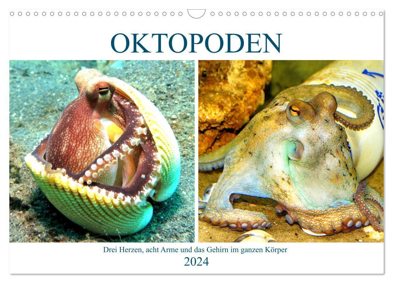 Cover: 9783675936966 | Oktopoden. Drei Herzen, acht Arme und das Gehirn im ganzen Körper...