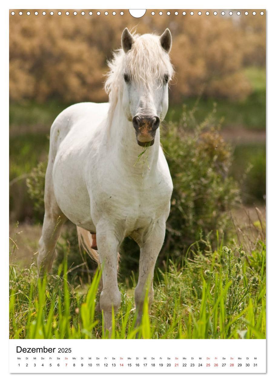 Bild: 9783435971725 | Camargue Pferde - weiße Mähnen (Wandkalender 2025 DIN A3 hoch),...