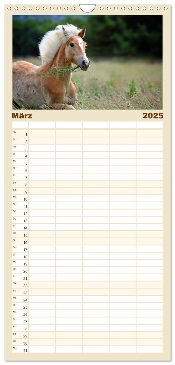 Bild: 9783457123959 | Familienplaner 2025 - Haflinger mit 5 Spalten (Wandkalender, 21 x...