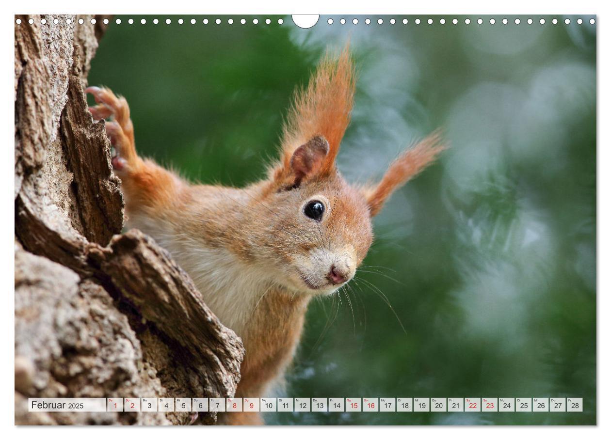 Bild: 9783435566723 | Besondere Augenblicke mit Eichhörnchen (Wandkalender 2025 DIN A3...