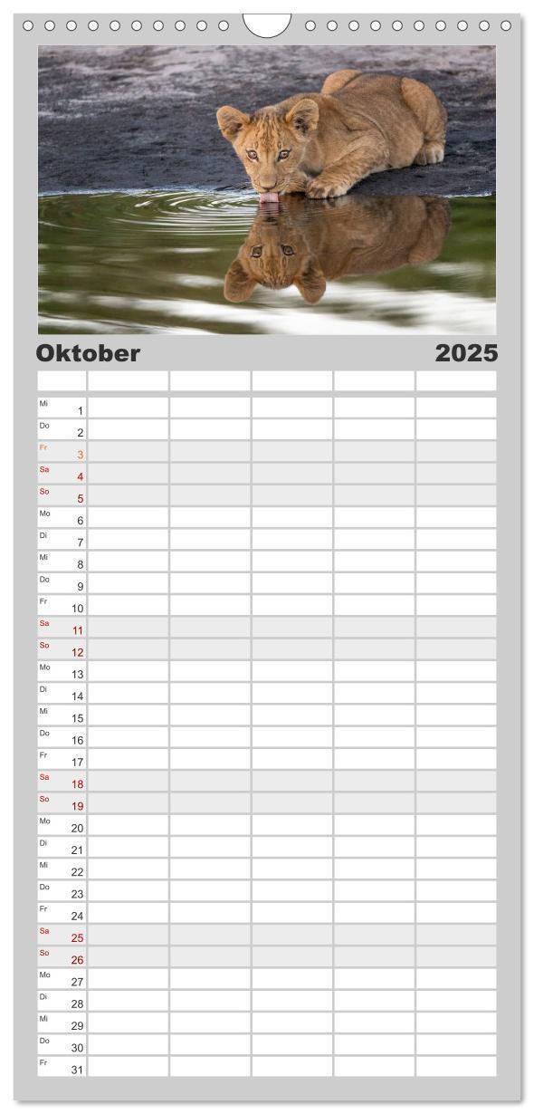 Bild: 9783457123584 | Familienplaner 2025 - Raubkatzenkinder mit 5 Spalten (Wandkalender,...