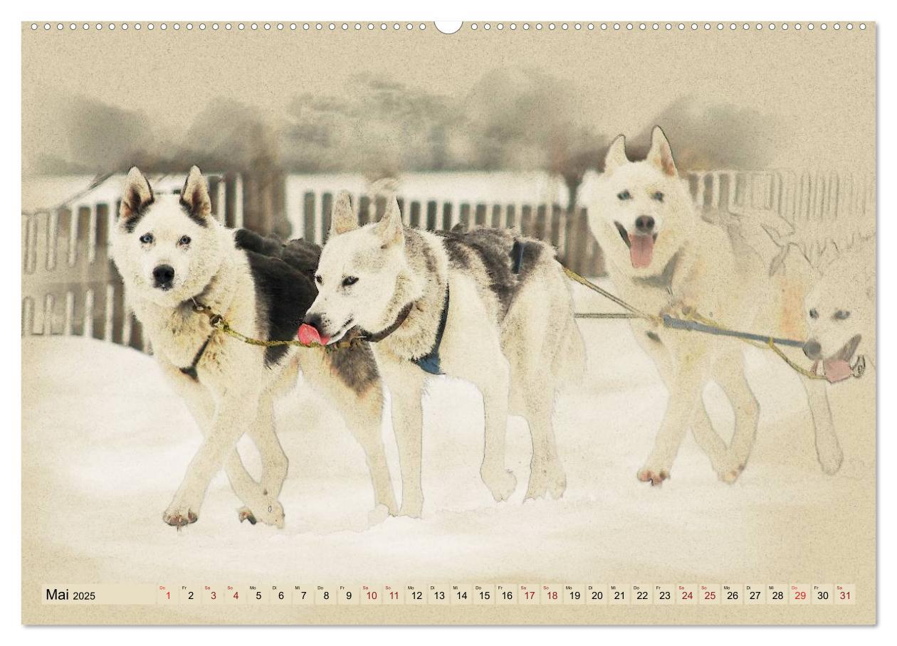 Bild: 9783435705955 | Schlittenhunde 2025 (Wandkalender 2025 DIN A2 quer), CALVENDO...