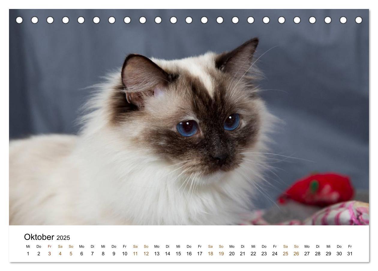 Bild: 9783435752904 | Ragdolls (Tischkalender 2025 DIN A5 quer), CALVENDO Monatskalender