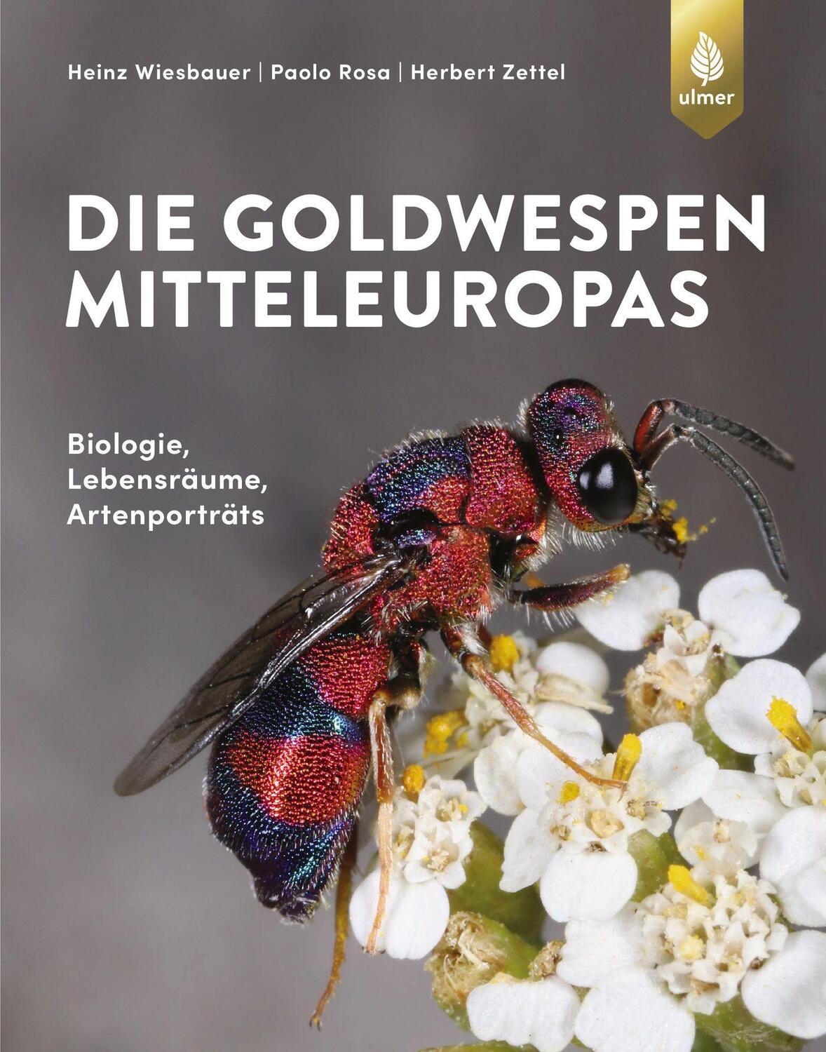 Cover: 9783818611491 | Die Goldwespen Mitteleuropas | Biologie, Lebensräume, Artenportraits