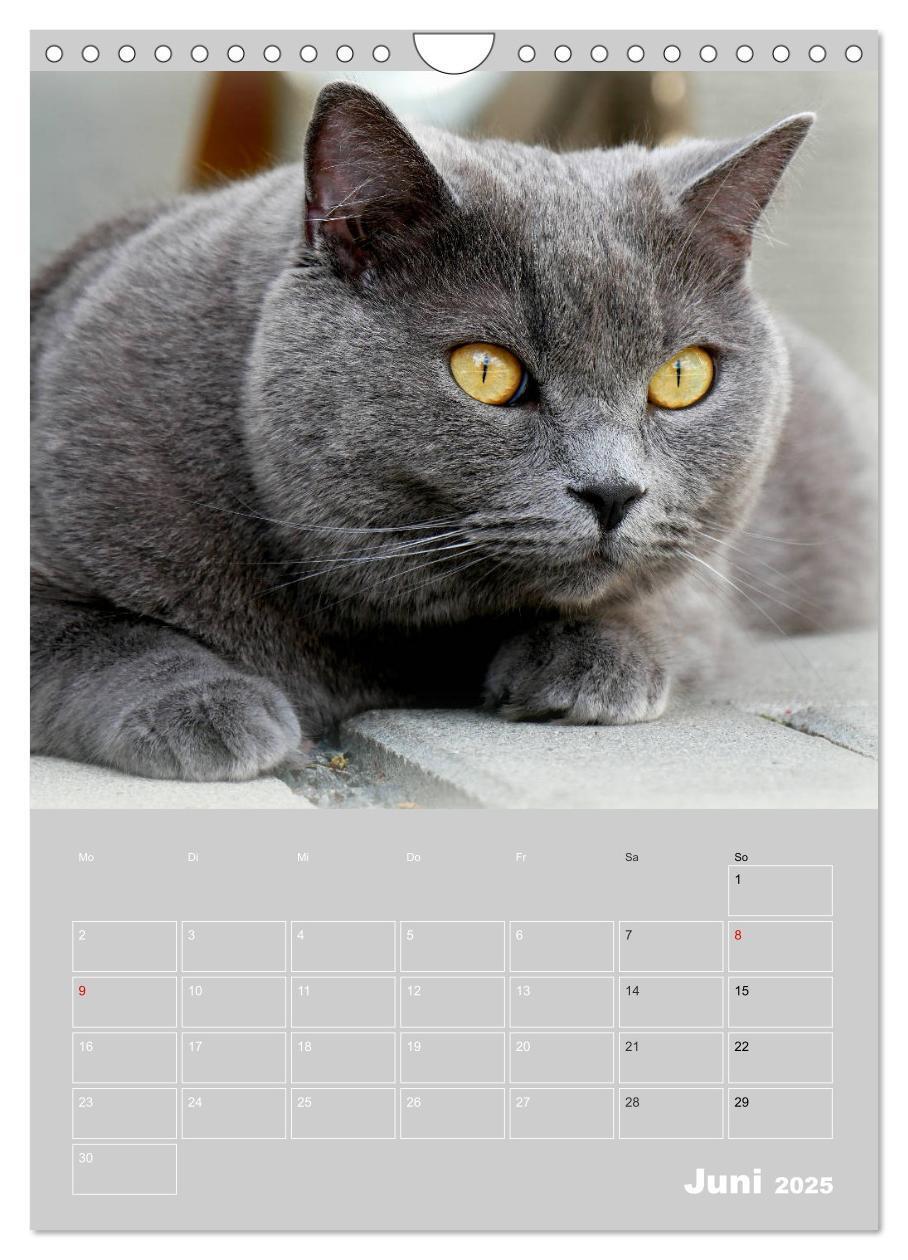 Bild: 9783435992621 | Graue Engel - Britischkurzhaar-Katzen (Wandkalender 2025 DIN A4...