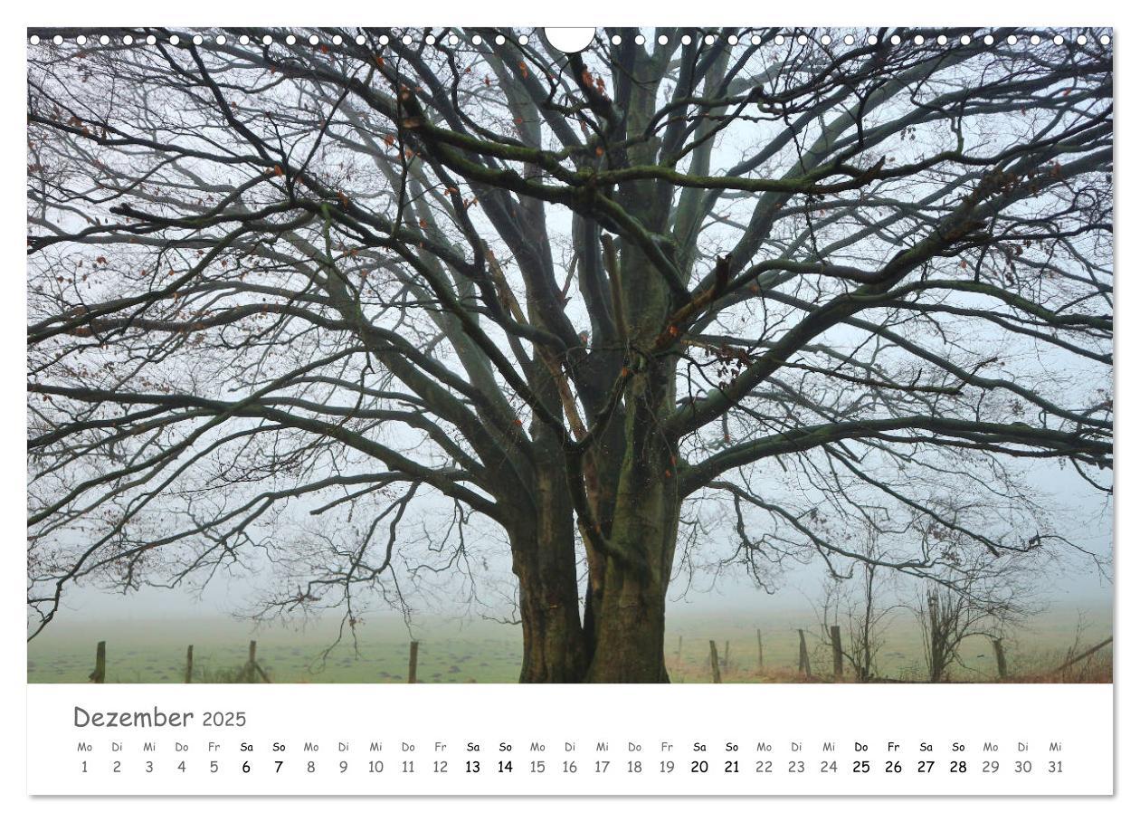 Bild: 9783435269891 | Wald - bezaubernde Wälder (Wandkalender 2025 DIN A3 quer), CALVENDO...