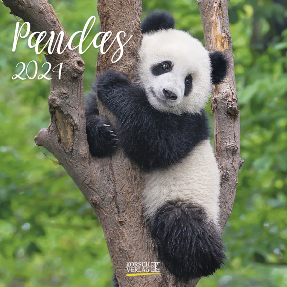 Cover: 9783731860402 | Pandas 2024 | Korsch Verlag | Kalender | Englisch Broschur | 13 S.