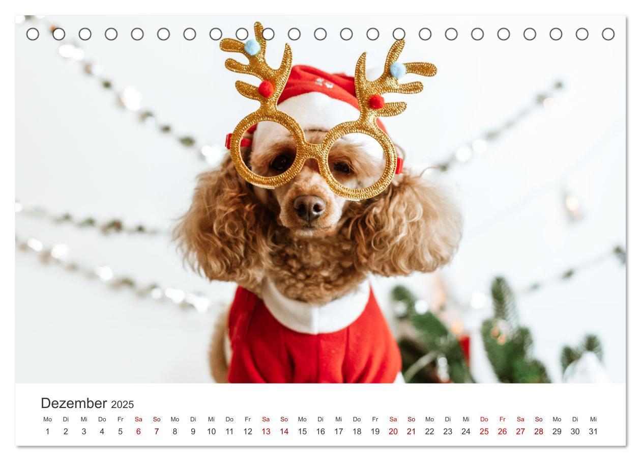 Bild: 9783383928758 | Pudel - Die flauschigen Lockenköpfe. (Tischkalender 2025 DIN A5...