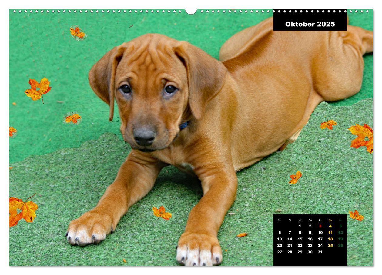 Bild: 9783383889677 | Rhodesian Ridgeback, Charmante Herzensbrecher (hochwertiger Premium...