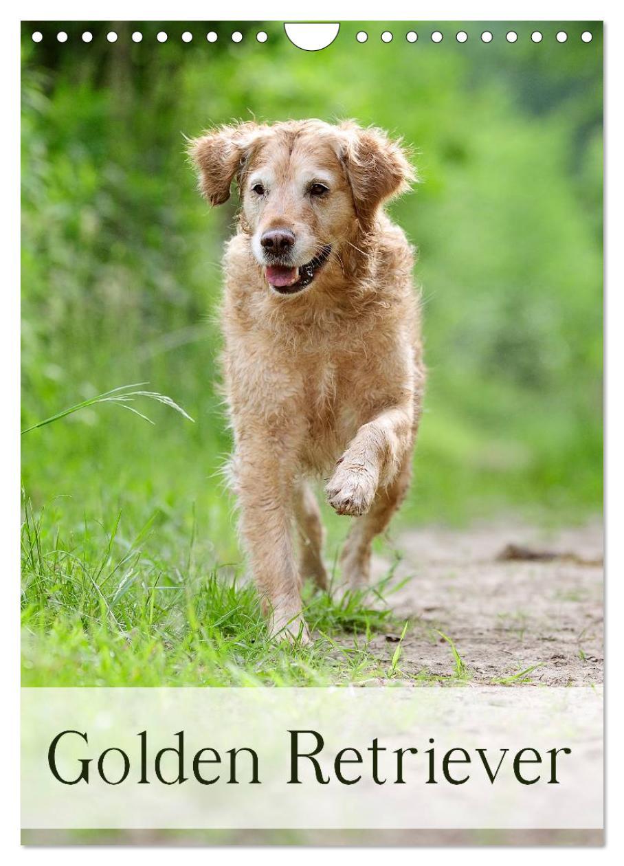 Cover: 9783457065129 | Golden Retriever (Wandkalender 2025 DIN A4 hoch), CALVENDO...