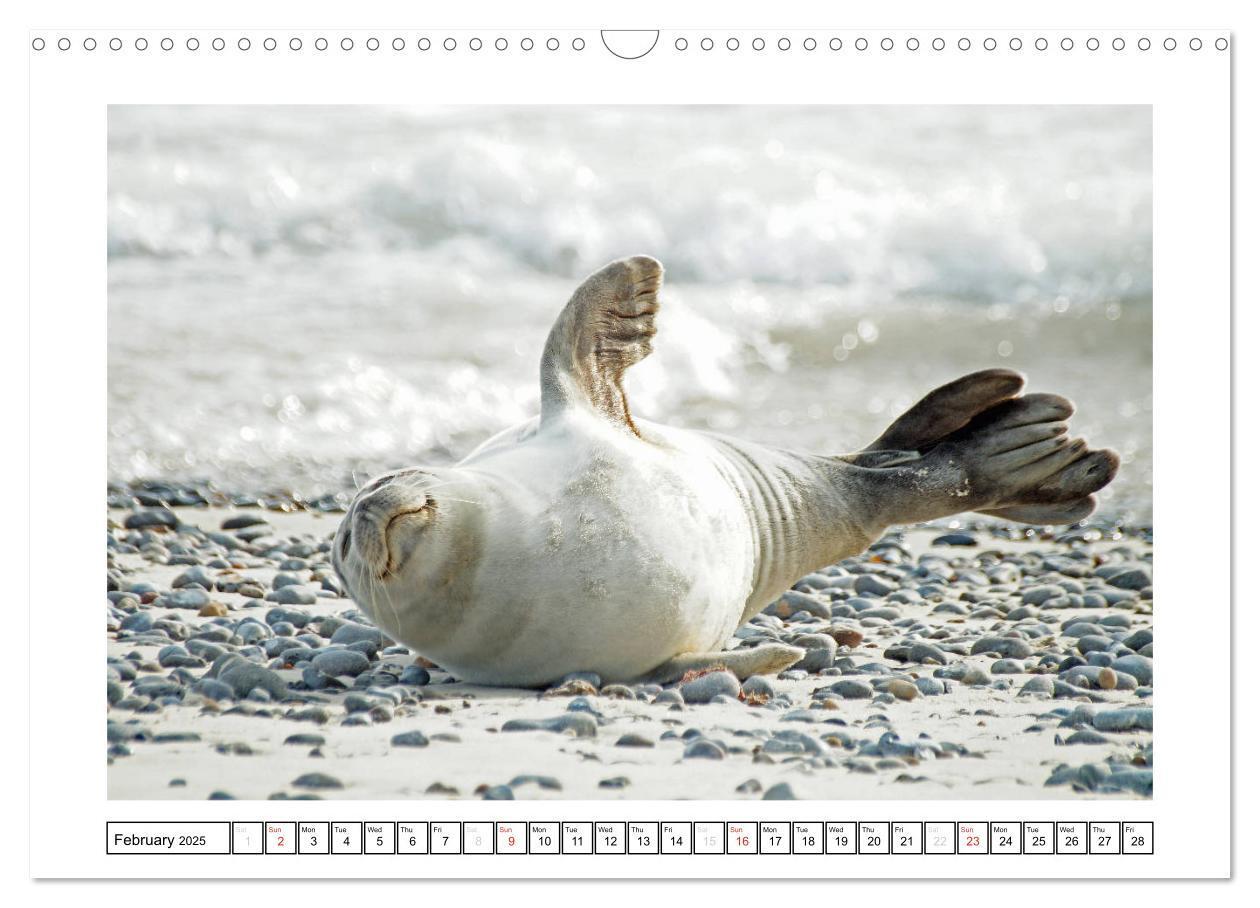 Bild: 9781325938506 | Seals on the Beach (Wall Calendar 2025 DIN A3 landscape), CALVENDO...