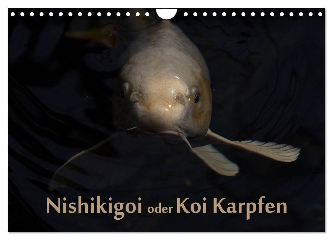 Cover: 9783435734023 | Nishikigoi oder Koi Karpfen (Wandkalender 2025 DIN A4 quer),...