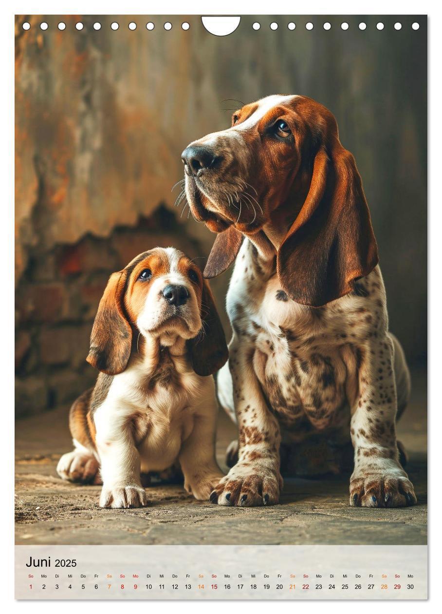 Bild: 9783383779855 | Basset Hound - freundlich und anhänglich (Wandkalender 2025 DIN A4...