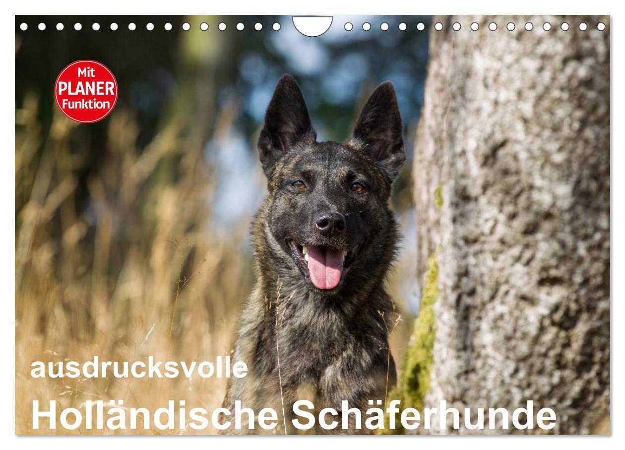 Cover: 9783383324406 | ausdrucksvolle Holländische Schäferhunde (Wandkalender 2024 DIN A4...