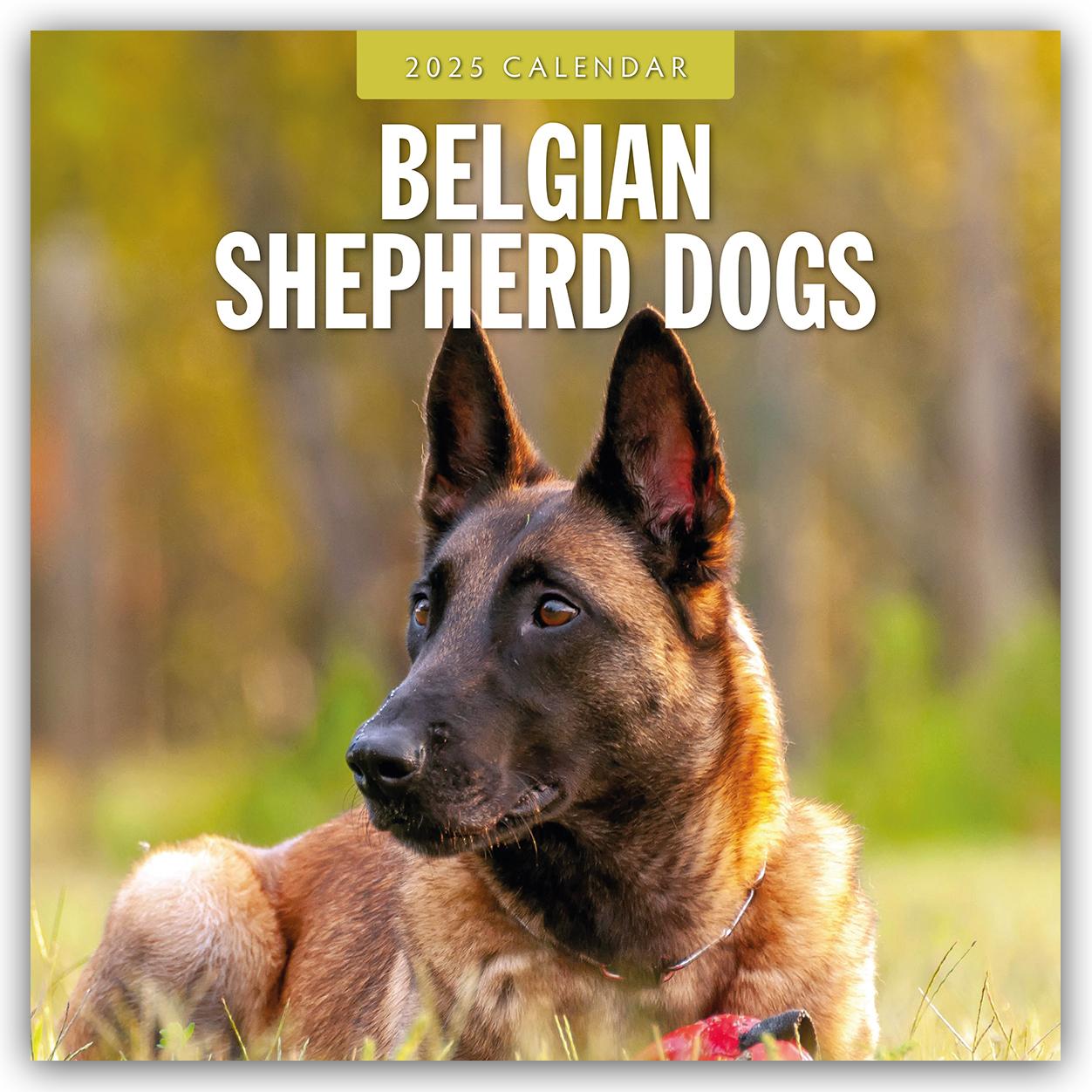 Cover: 9781804424278 | Belgian Shepherd - Belgischer Schäferhund 2025 - 16-Monatskalender