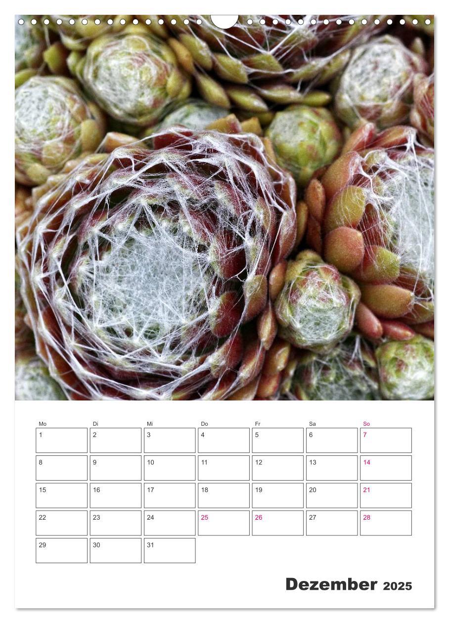 Bild: 9783457021675 | Ich liebe Sempervivum (Wandkalender 2025 DIN A3 hoch), CALVENDO...