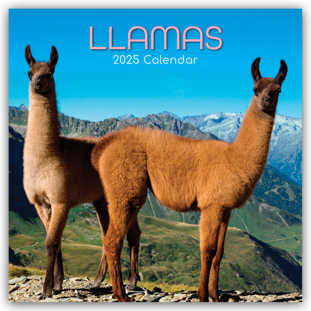 Cover: 9781835361160 | Llamas - Lamas 2025 - 16-Monatskalender | Gifted Stationery Co. Ltd