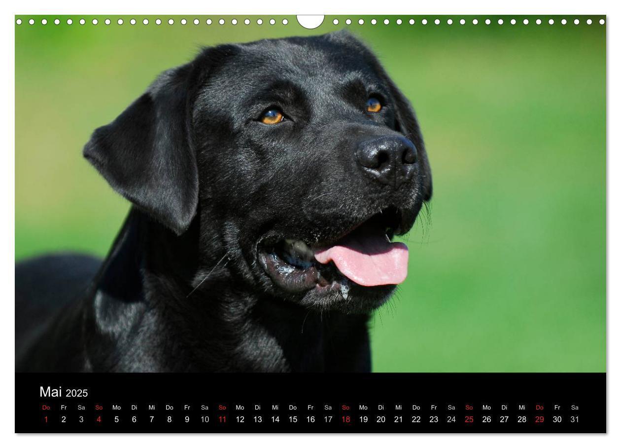 Bild: 9783435761319 | Labrador Retriever 2025 (Wandkalender 2025 DIN A3 quer), CALVENDO...