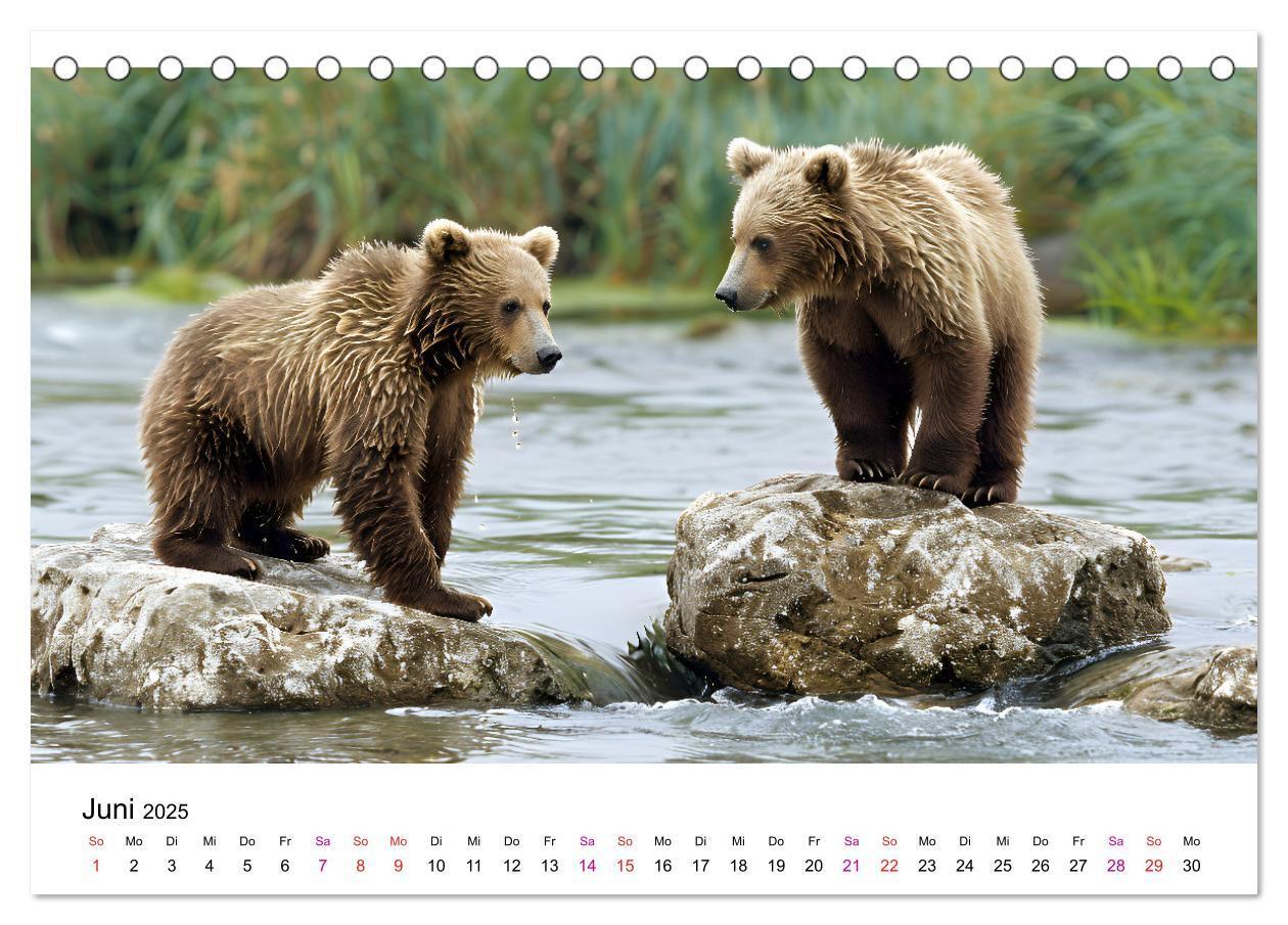 Bild: 9783457170465 | Bären - gefährlich nett (Tischkalender 2025 DIN A5 quer), CALVENDO...