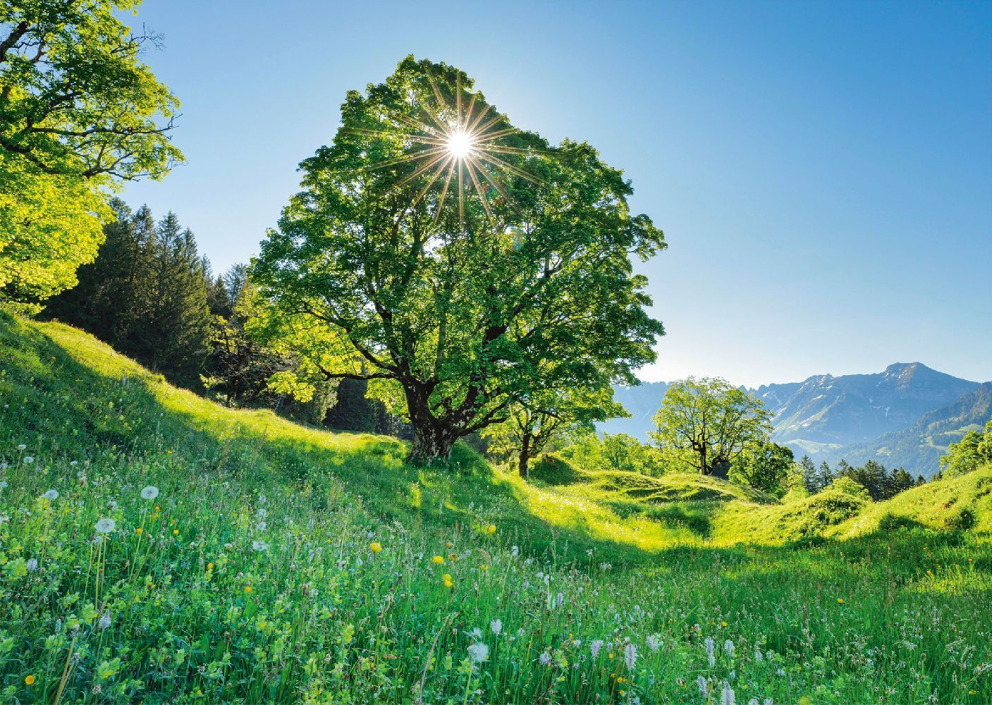 Bild: 4001504597610 | Berg-Ahorn im Sonnenlicht, St. Gallen, Schweiz | Spiel | Schachtel