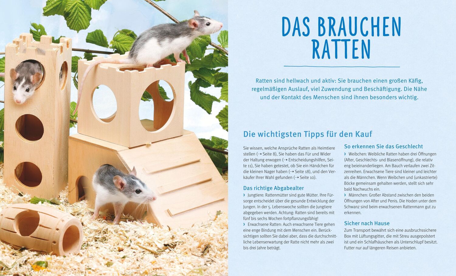 Bild: 9783833855078 | Ratten | So fühlen sich die Kletterkünstler rundum wohl | Gerd Ludwig