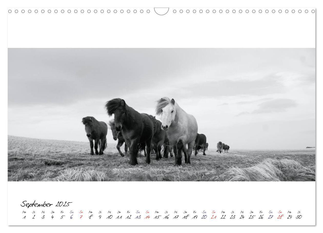 Bild: 9783435762798 | Islandpferde von Brimilsvellir (Wandkalender 2025 DIN A3 quer),...