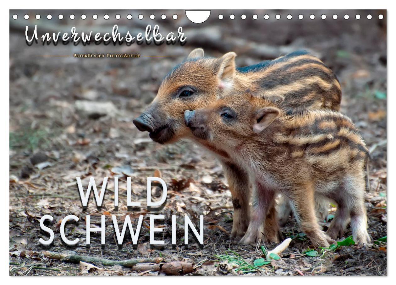 Cover: 9783383127410 | Unverwechselbar - Wildschwein (Wandkalender 2024 DIN A4 quer),...