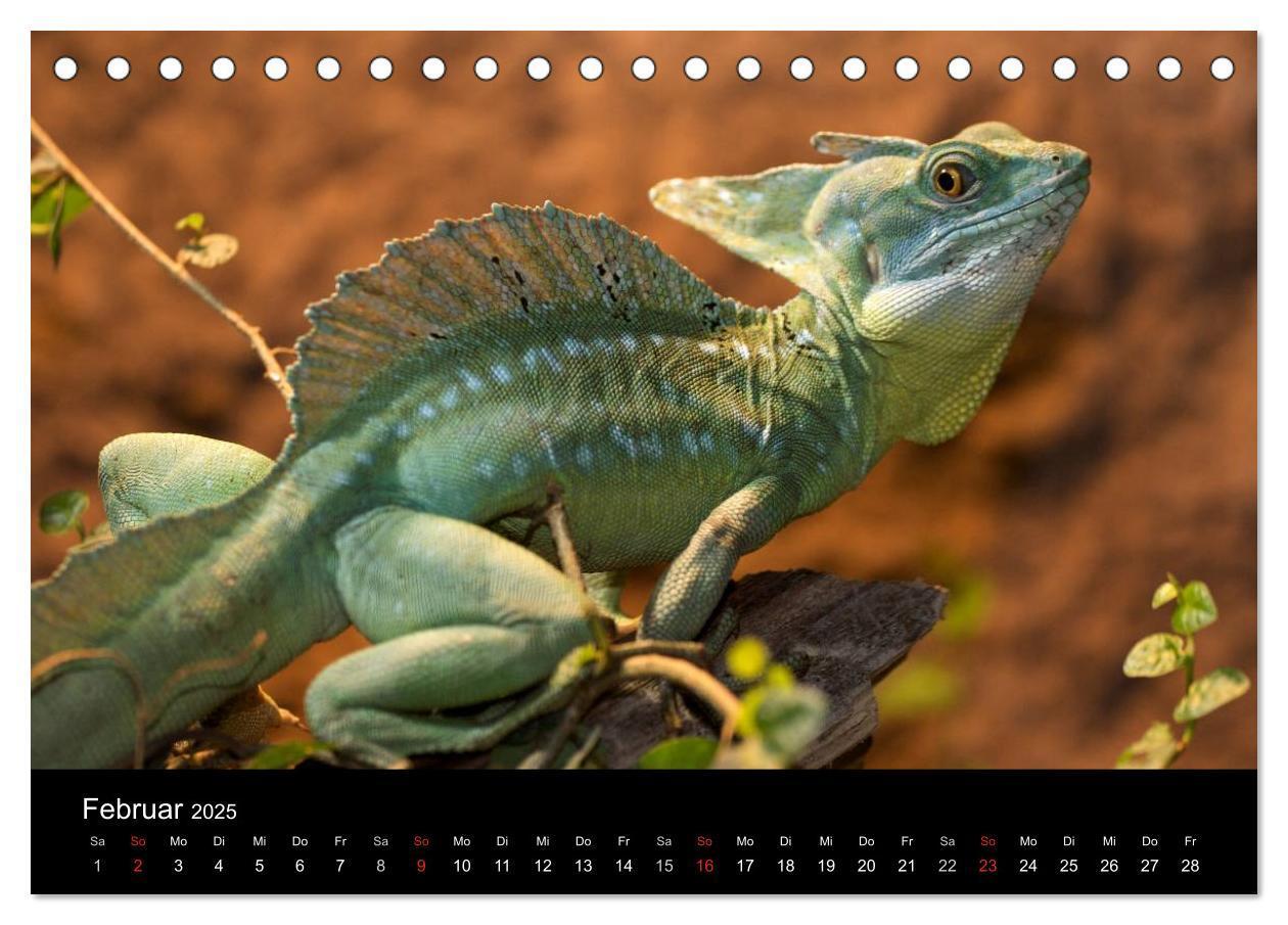 Bild: 9783435826315 | Reptilien &amp; Co. (Tischkalender 2025 DIN A5 quer), CALVENDO...