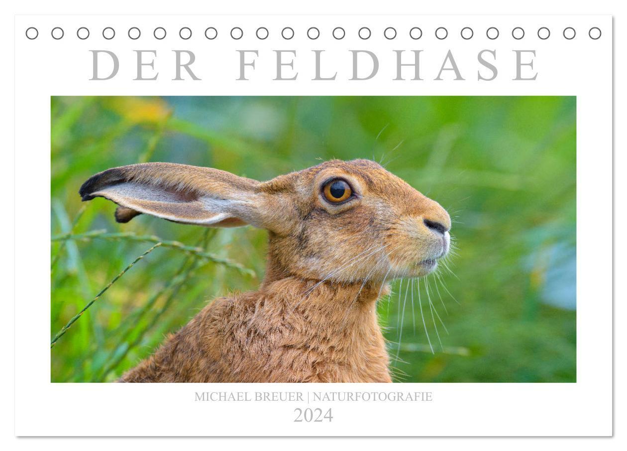 Cover: 9783675853102 | Der Feldhase (Tischkalender 2024 DIN A5 quer), CALVENDO Monatskalender