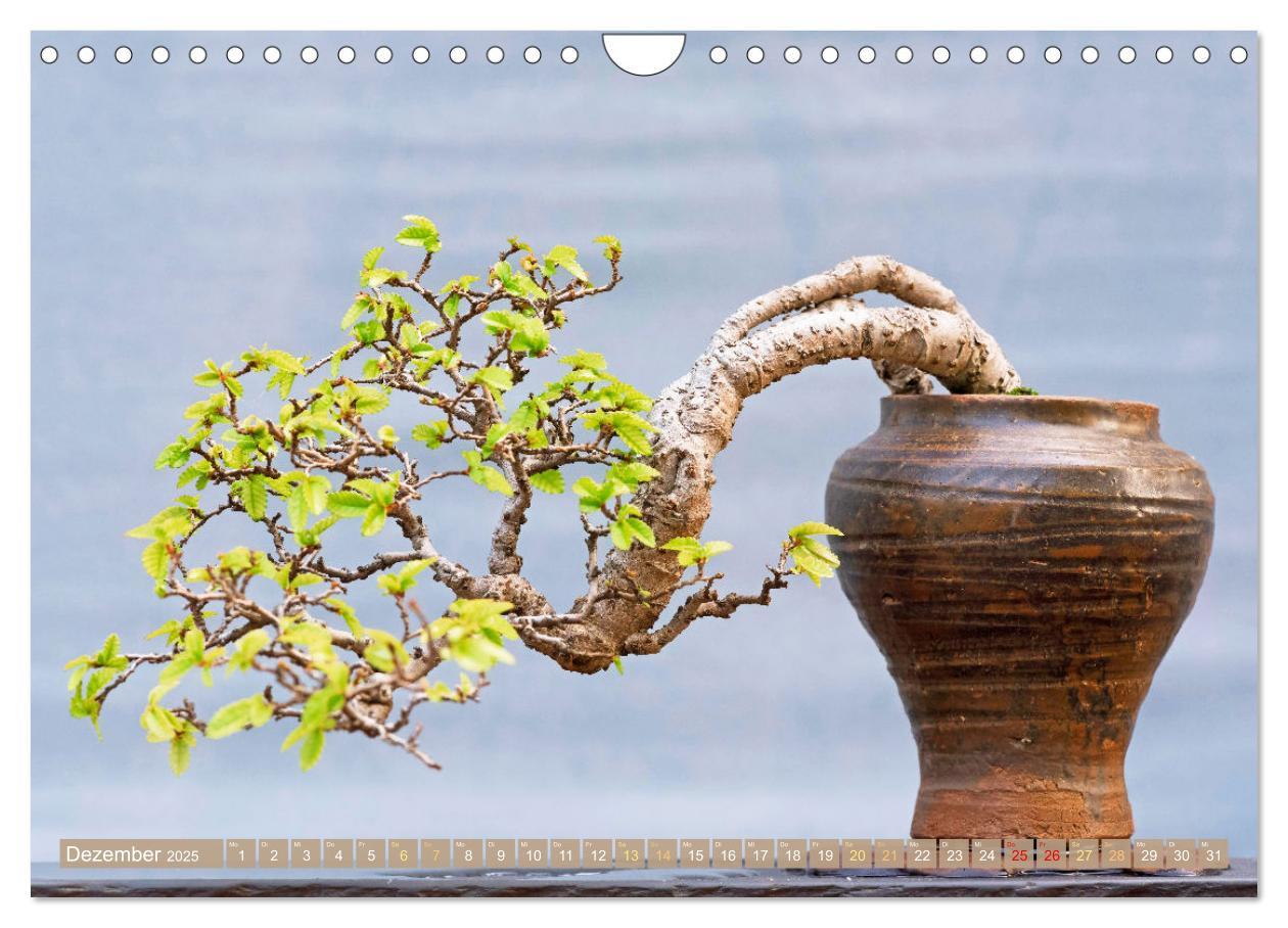 Bild: 9783457198117 | Gartenkunst aus Japan: Bonsai (Wandkalender 2025 DIN A4 quer),...