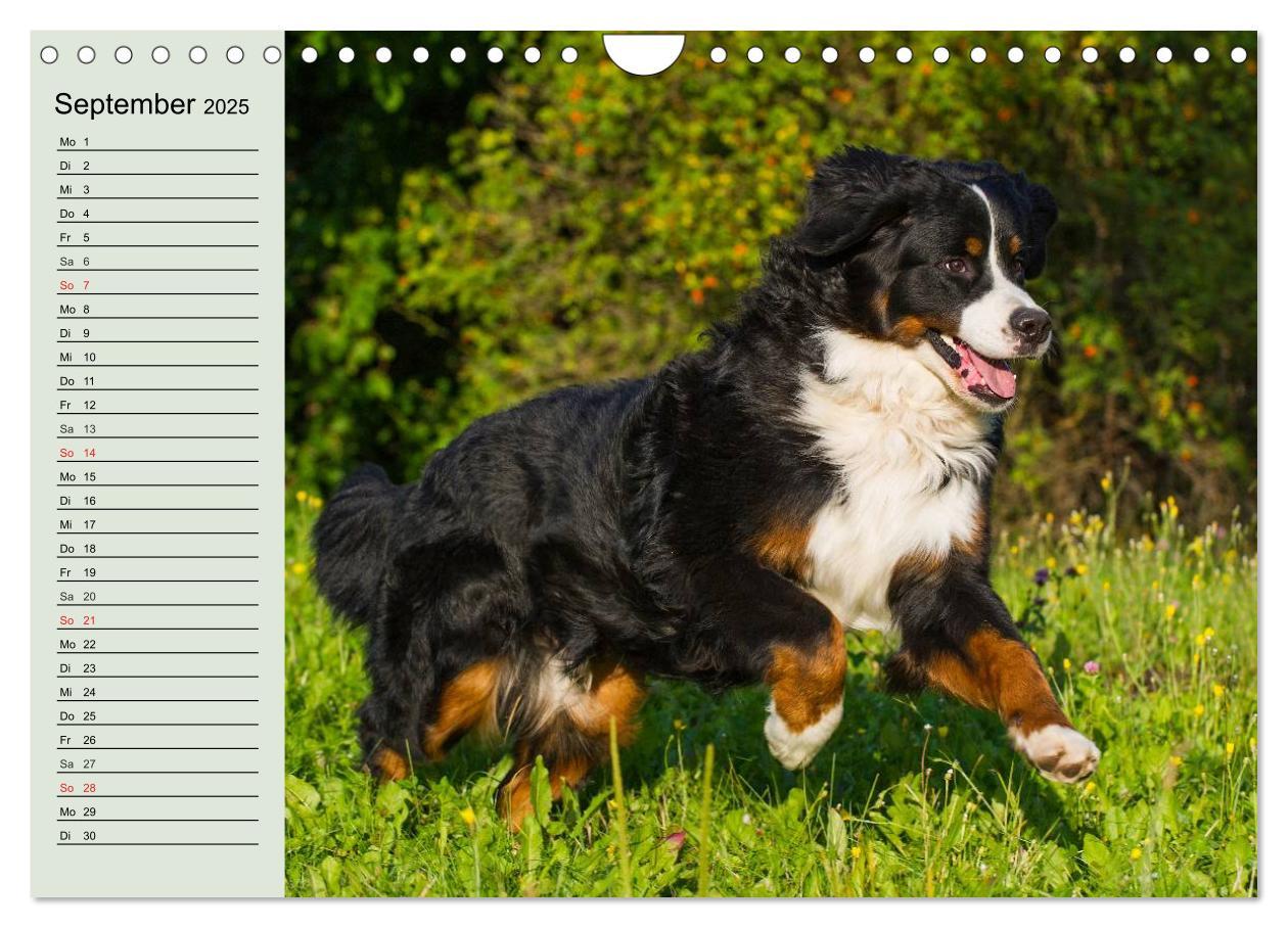 Bild: 9783435545797 | Berner Sennenhunde in Action (Wandkalender 2025 DIN A4 quer),...