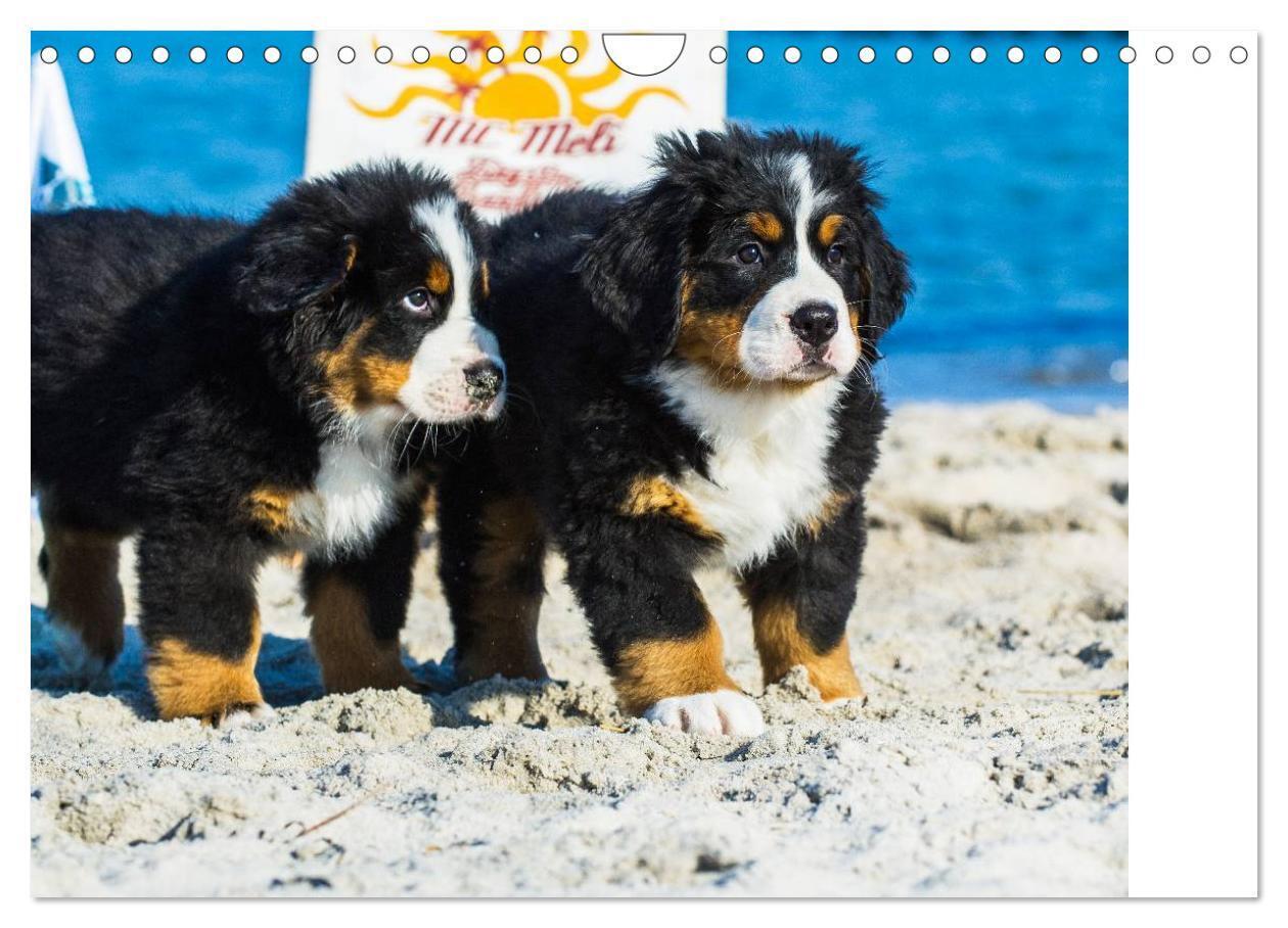 Bild: 9783435478736 | Seebärchen entdecken die Welt - Berner Sennenhunde (Wandkalender...