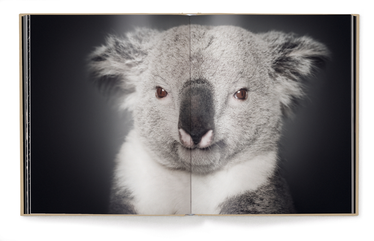 Bild: 9783961714988 | Between Us | Animal Portraits | Vincent Lagrange | Buch | 224 S.