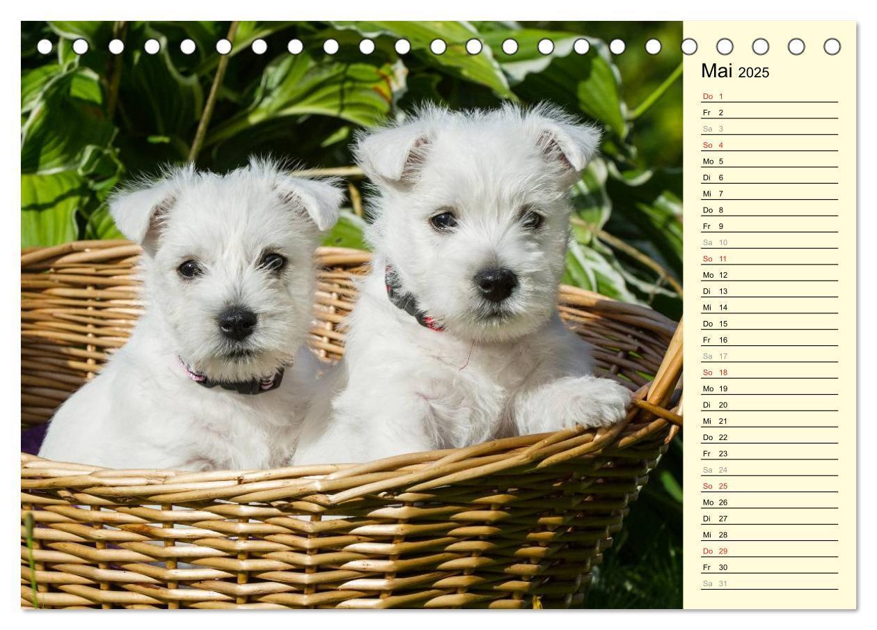 Bild: 9783435459643 | Kobold auf 4 Pfoten - West Highland White Terrier (Tischkalender...