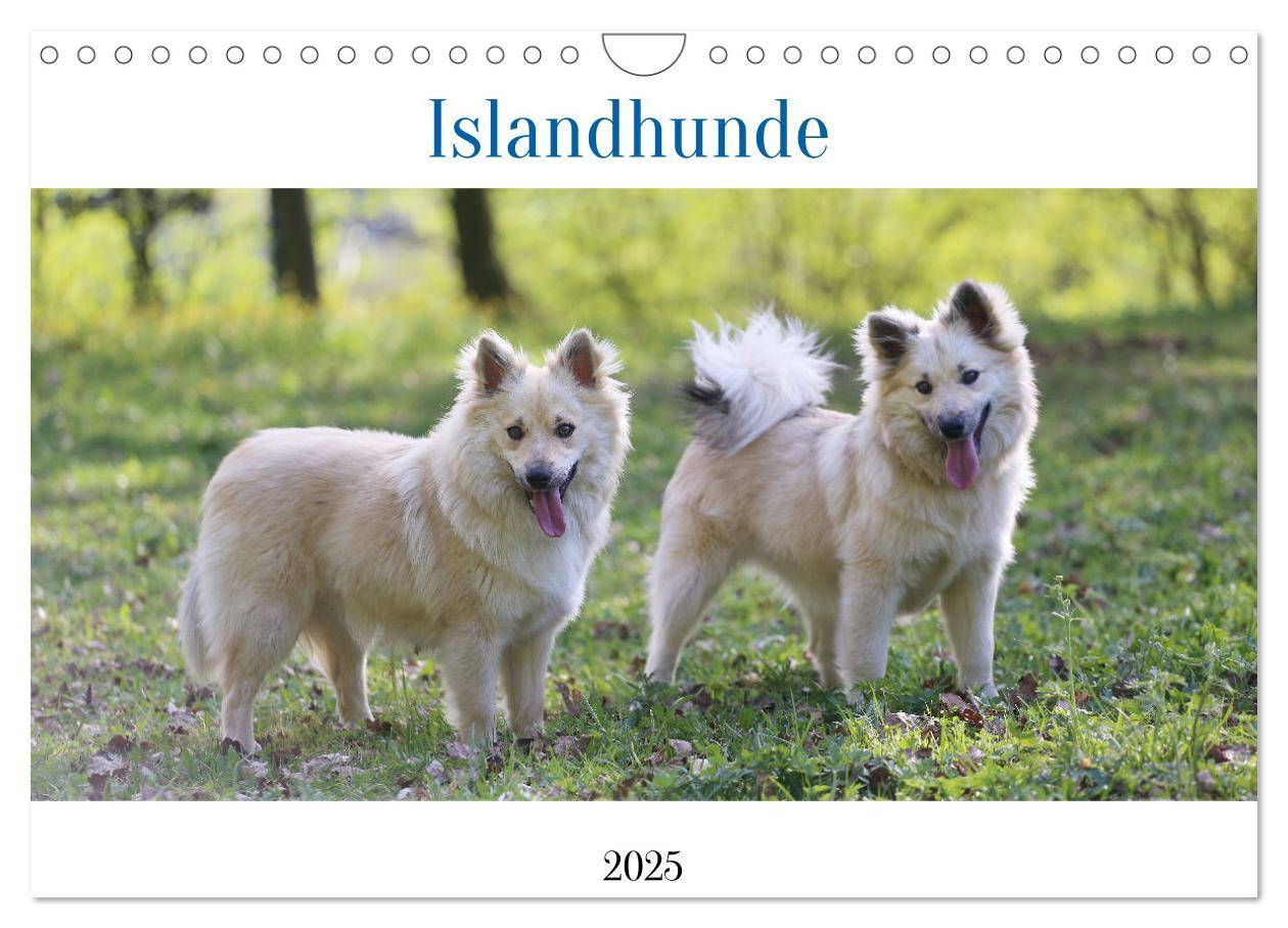 Cover: 9783383973161 | Islandhunde (Wandkalender 2025 DIN A4 quer), CALVENDO Monatskalender