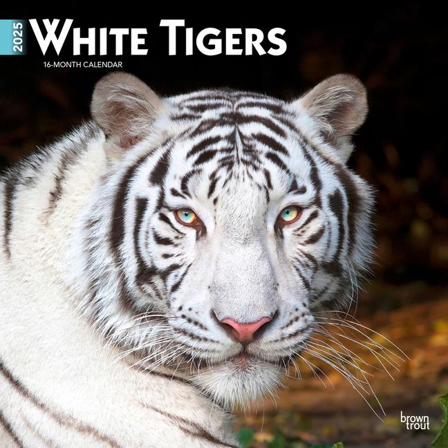 Cover: 9781975475932 | White Tigers 2025 12 X 24 Inch Monthly Square Wall Calendar...