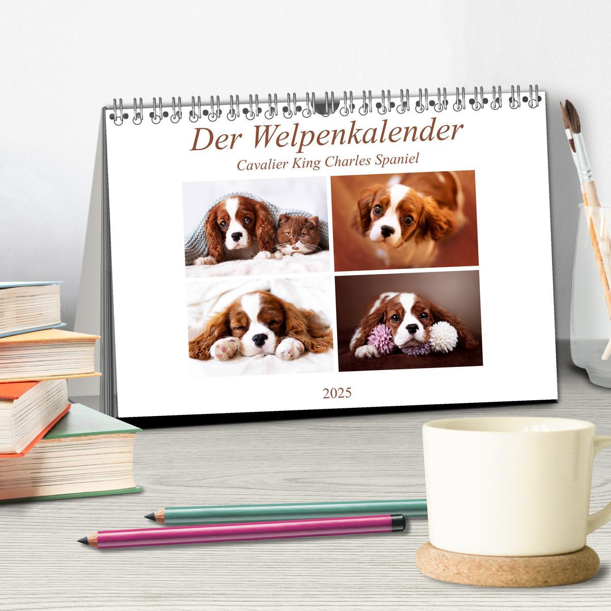 Bild: 9783435178896 | Der Welpenkalender - Cavalier King Charles Spaniel (Tischkalender...