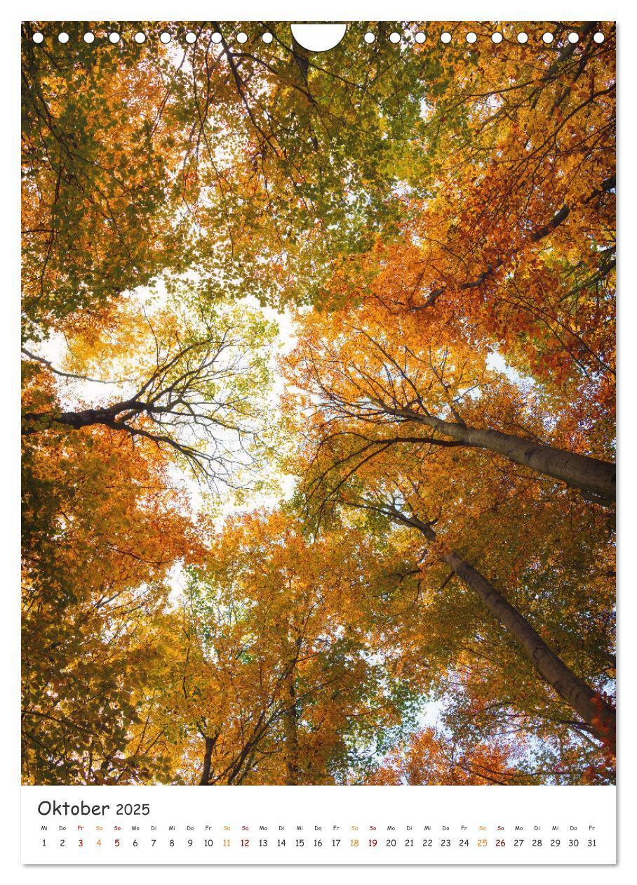 Bild: 9783435883516 | Bäume im Harz (Wandkalender 2025 DIN A4 hoch), CALVENDO Monatskalender