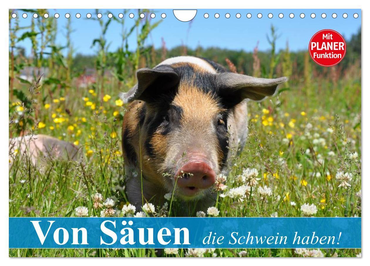 Cover: 9783383315299 | Von Säuen die Schwein haben! (Wandkalender 2024 DIN A4 quer),...