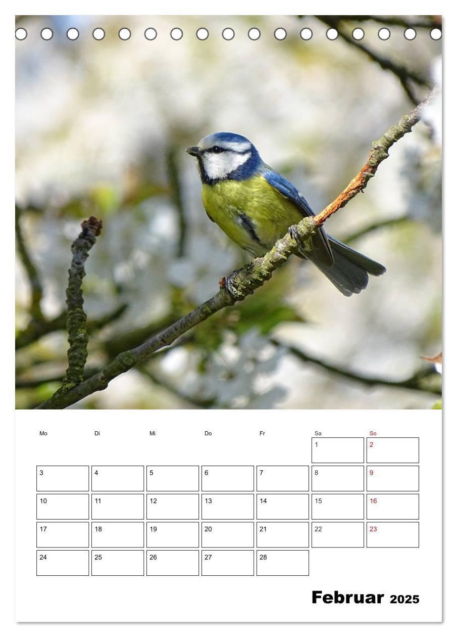 Bild: 9783457041031 | Amsel, Drossel, Fink und Star - beobachtet (Tischkalender 2025 DIN...