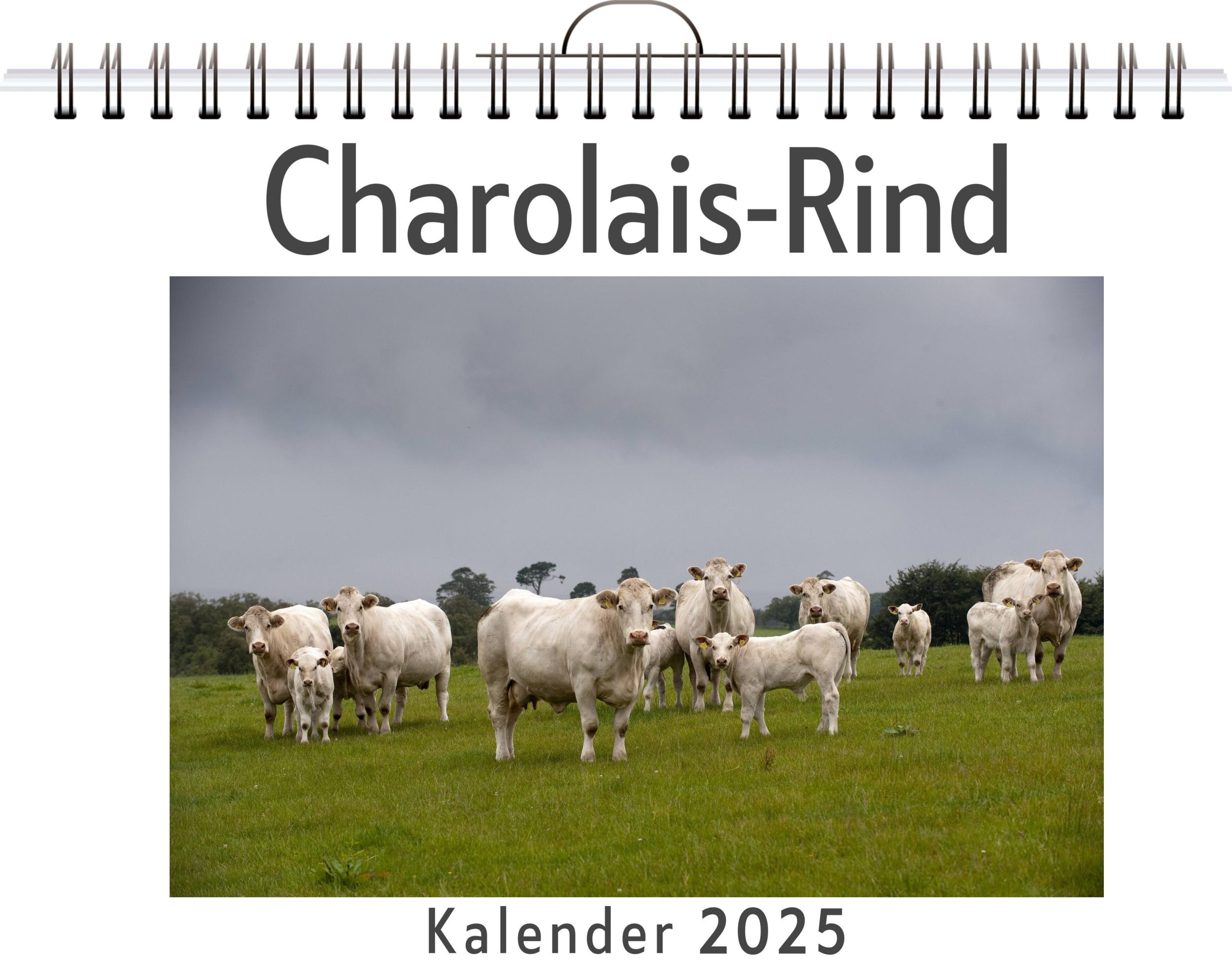 Cover: 9783759131034 | Charolais-Rind | Linus Braun | Kalender | Kalender | 14 S. | Deutsch