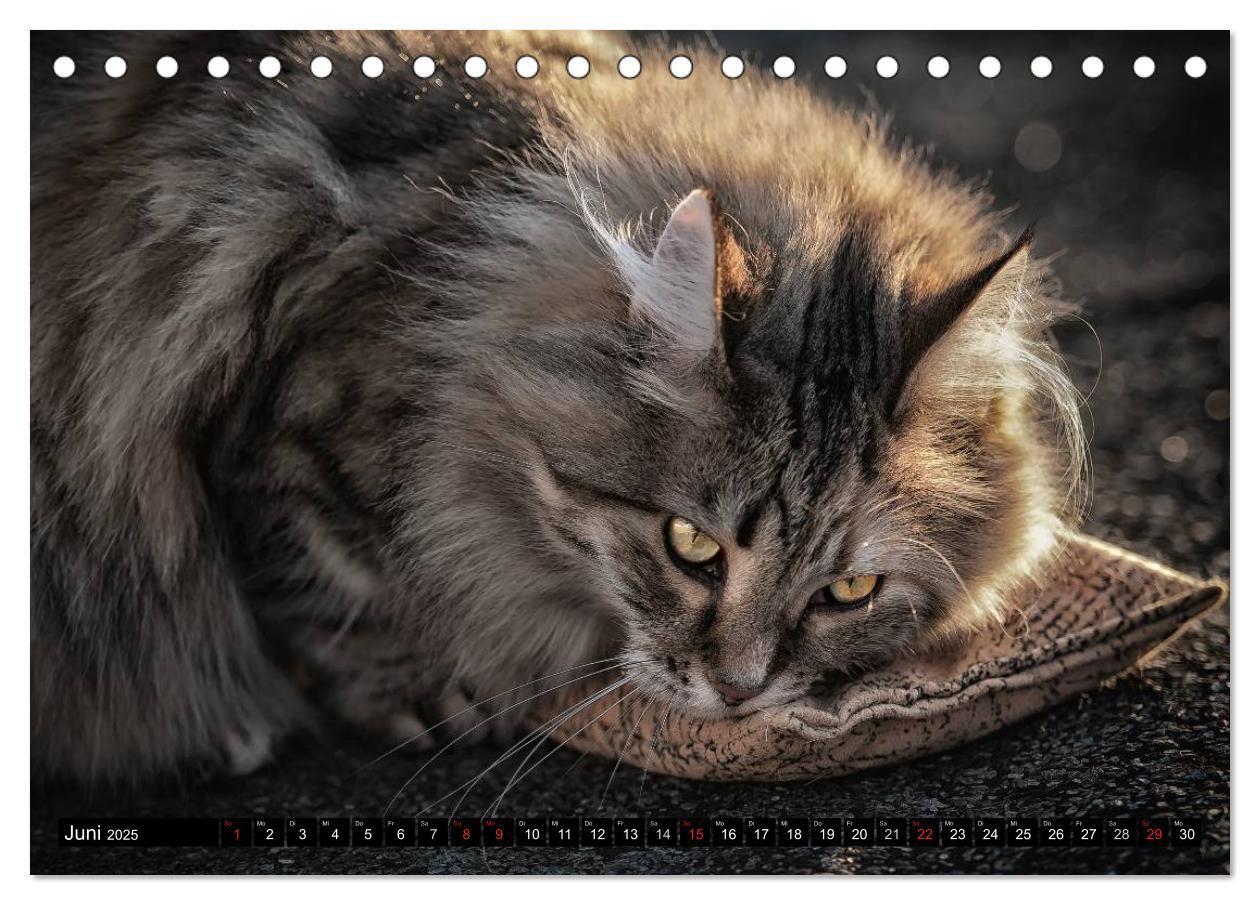 Bild: 9783435632053 | KATZEN Beautys (Tischkalender 2025 DIN A5 quer), CALVENDO...