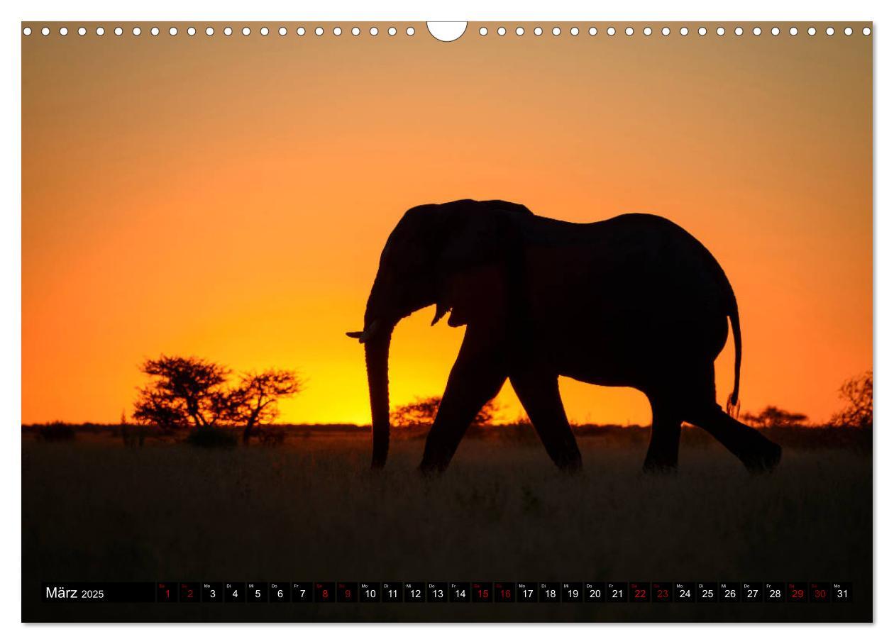 Bild: 9783435452125 | Faszination Botswana (Wandkalender 2025 DIN A3 quer), CALVENDO...