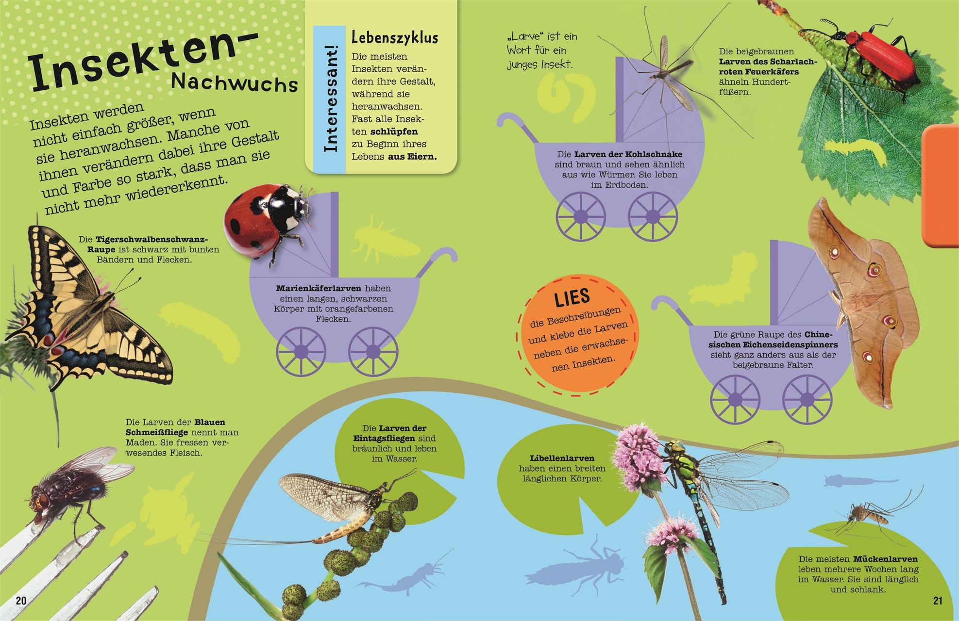 Bild: 9783831028061 | Das Mach-Malbuch Insekten | Taschenbuch | Das Mach-Malbuch | 96 S.