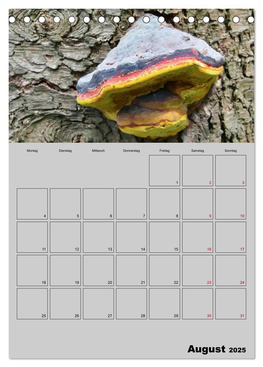 Bild: 9783435942367 | Quer durch die Pilze (Tischkalender 2025 DIN A5 hoch), CALVENDO...