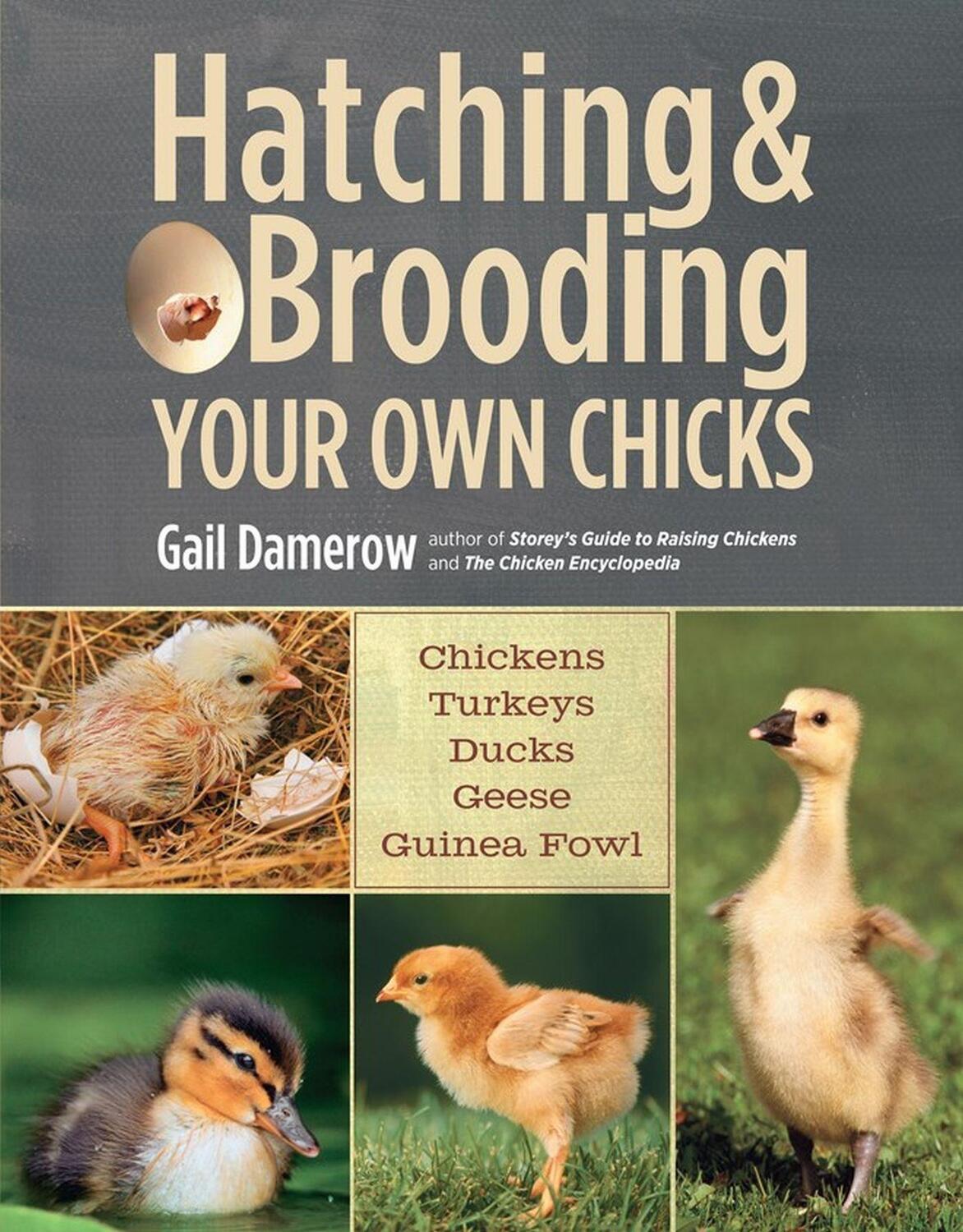 Cover: 9781612120140 | Hatching &amp; Brooding Your Own Chicks | Gail Damerow | Taschenbuch